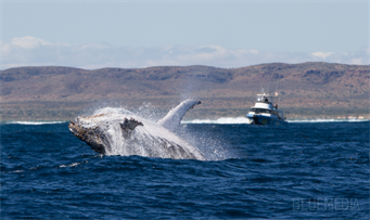 Humpback and boat