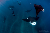 Mantaray