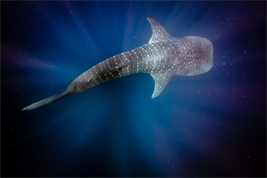 Whaleshark 