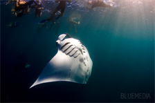 Mantaray