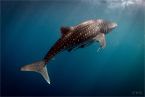 Whaleshark